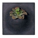 Ljudabsorbent slate 58*58*21cm