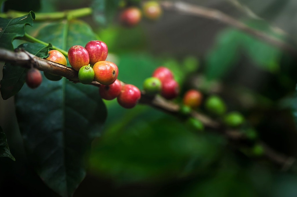Kaffe Green Forest 60x100g eko
