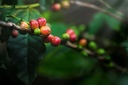 Kaffe Green Forest 60x100g eko