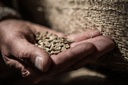 Kaffe Green Forest 60x100g eko