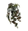 Konstväxt Peperomia 45 cm