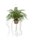Konstväxt Hoya 65 cm