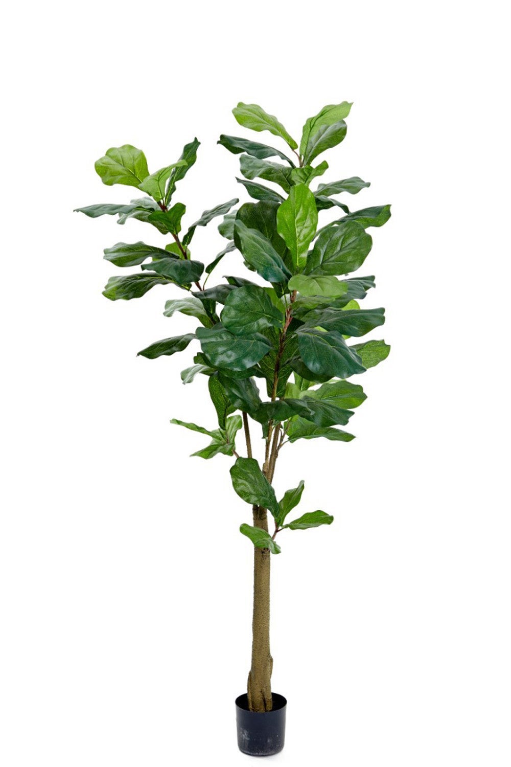 [8563456] Konstväxt Fiolfikus 150 cm