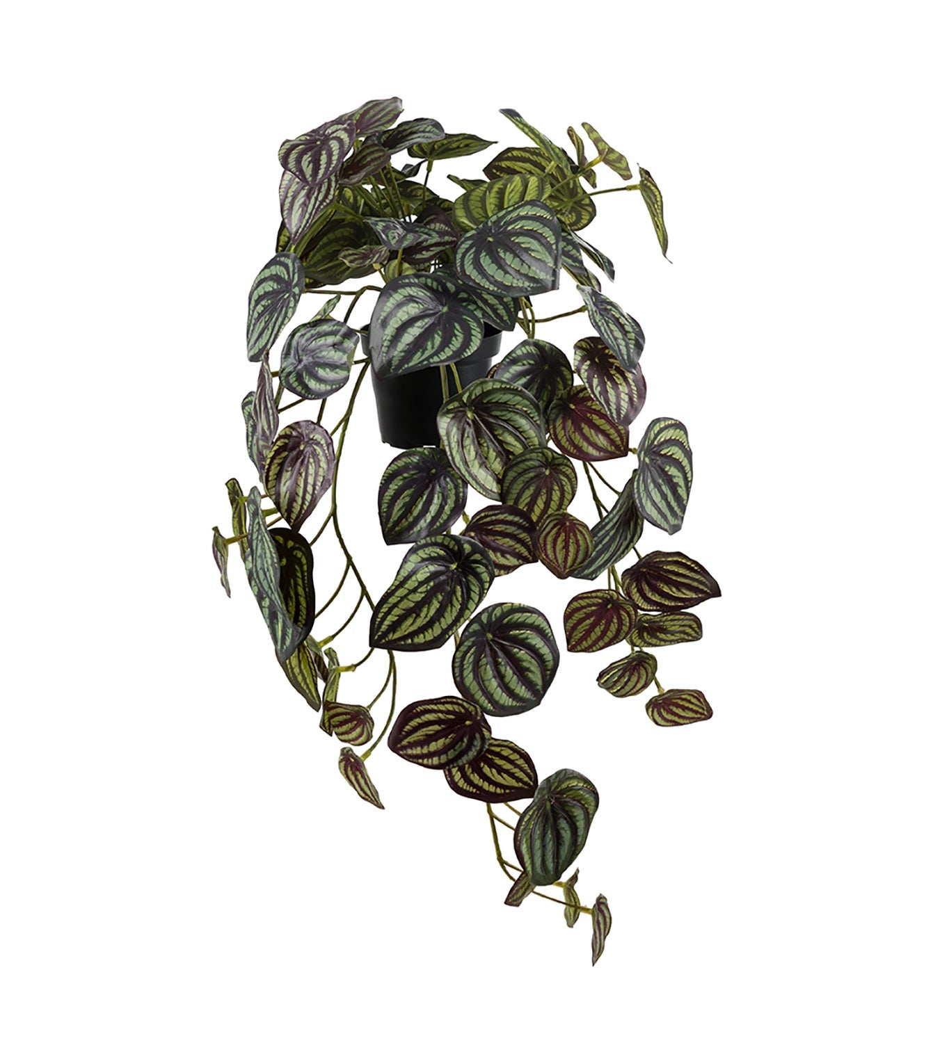 [8563465] Konstväxt Peperomia 45 cm